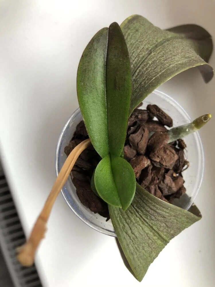 L’astuce ultime pour faire revivre une orchidée mourante à cause d’une déshydratation ou d’un arrosage excessif