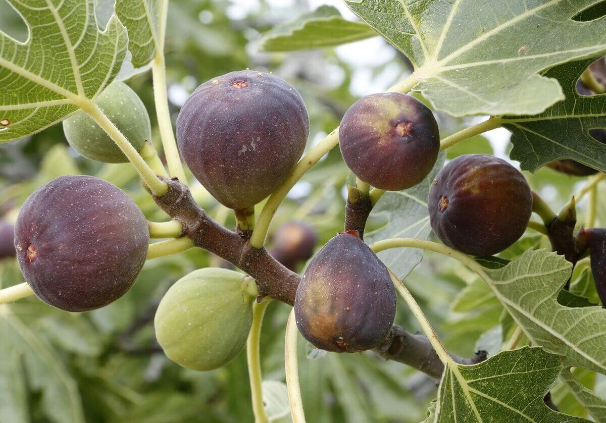 Secrets pour une Récolte Miraculeuse de Figues: Taillez et Triomphez!