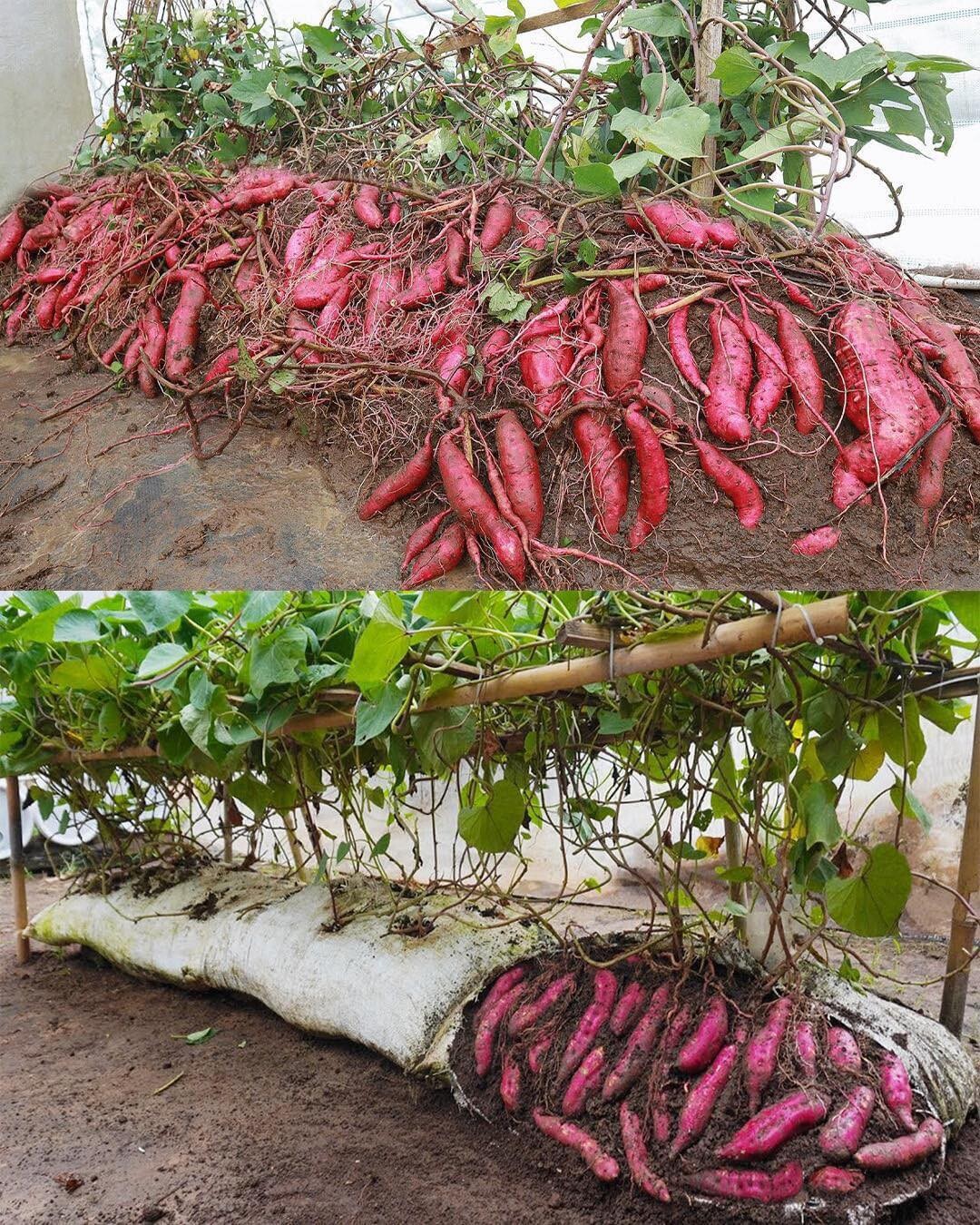 Un guide complet pour cultiver des patates douces dans des sacs de terre