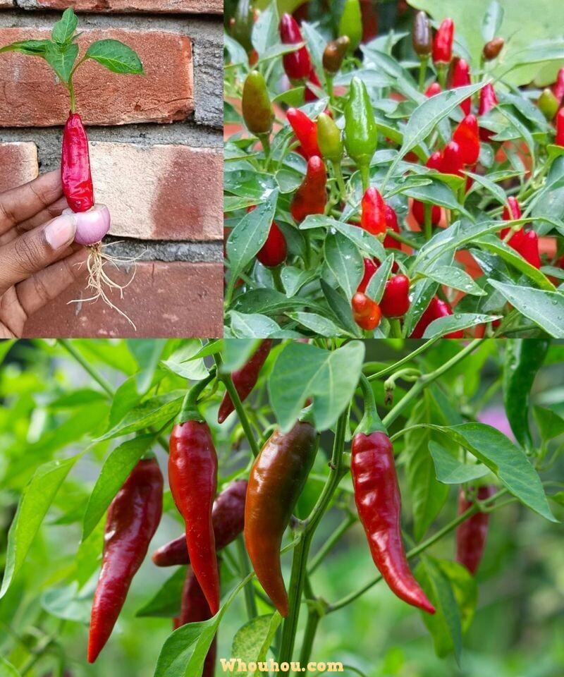 Cultivez vos propres piments : un guide complet pour cultiver à la maison