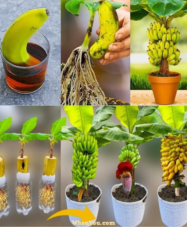 Cultiver un bananier à partir d’une banane : un guide étape par étape