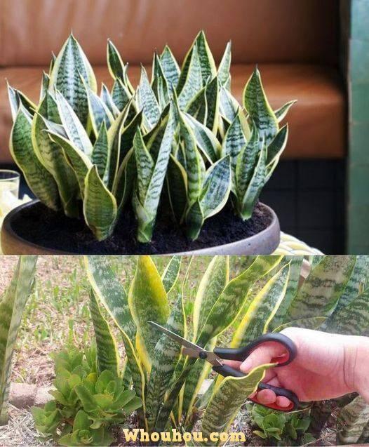 Le Secret Méconnu de la Sansevieria : Guide Complet de la Langue de Belle-Mère