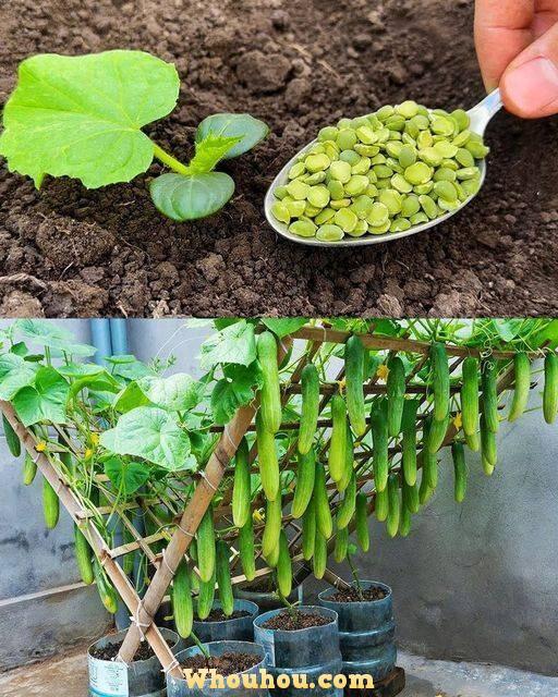 Comment faire pousser de beaux concombres en pot et en pleine terre  ?