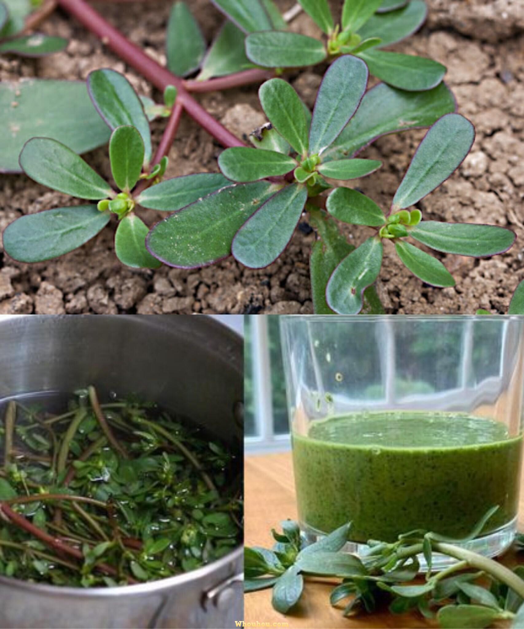 Les Bienfaits Insoupçonnés de la Pourpier: Super-Aliment Ignoré du Jardin à la Table