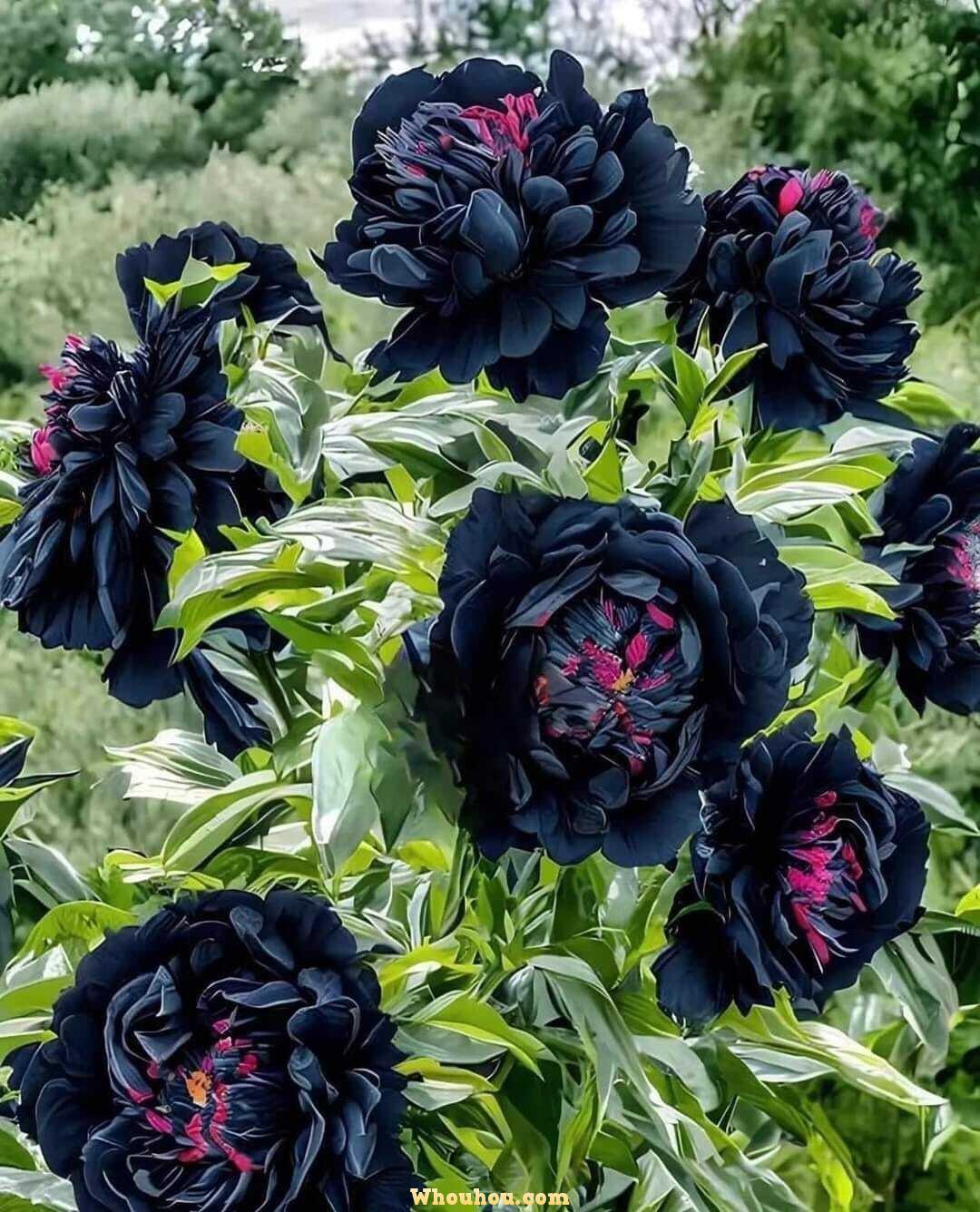Pivoine Arbustive : Guide de Culture pour la Paeonia ‘Black Panther’