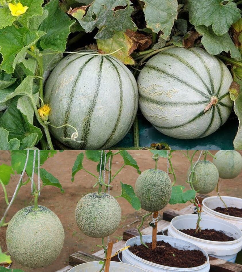 Comment faire des plants de melon à partir de graines et faire pousser de nouvelles plantes ?