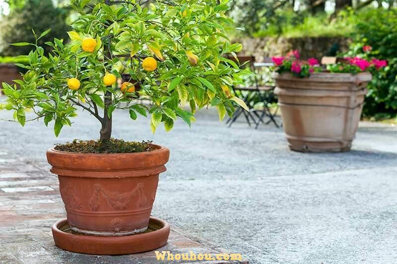Citronnier en pot : 5 règles d’or pour le planter, l’arroser, l’entretenir et le tailler