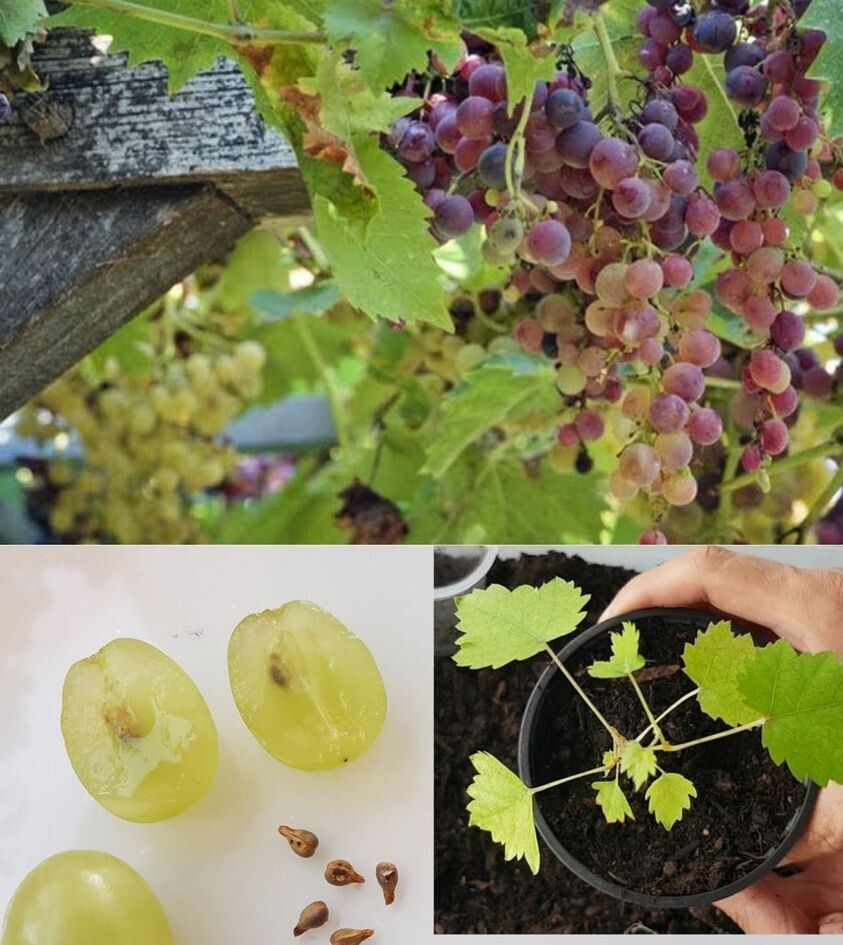 Comment faire pousser du raisin chez soi étape par étape, vous aurez votre propre vignoble ?