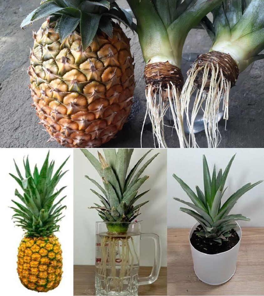 Comment faire pousser un ananas ?