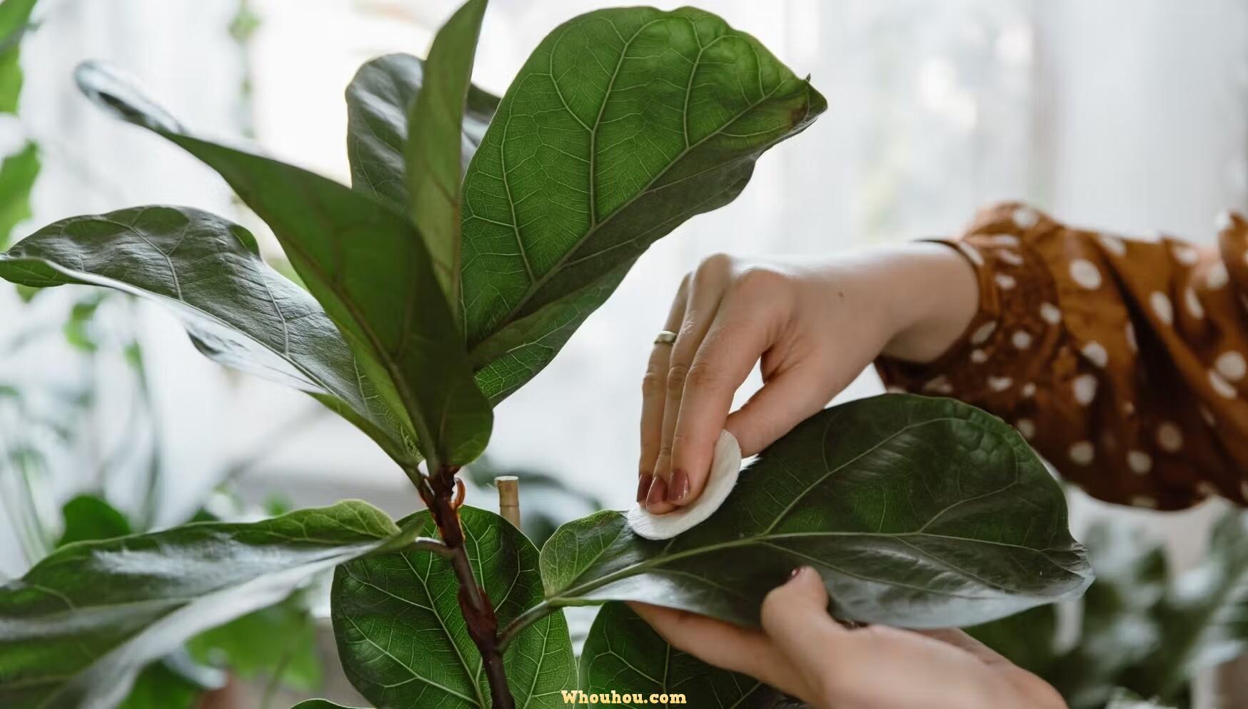 Ficus – Guide Complet : Variétés, Plantation et Entretien