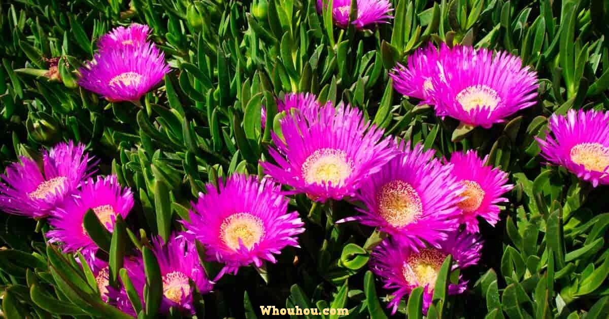 Griffe de sorcière (Carpobrotus): Plantation, culture et entretien