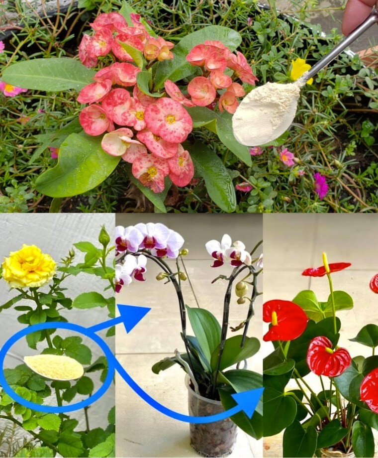 Il suffit d’une cuillerée et toutes vos plantes auront de plus en plus de fleurs 