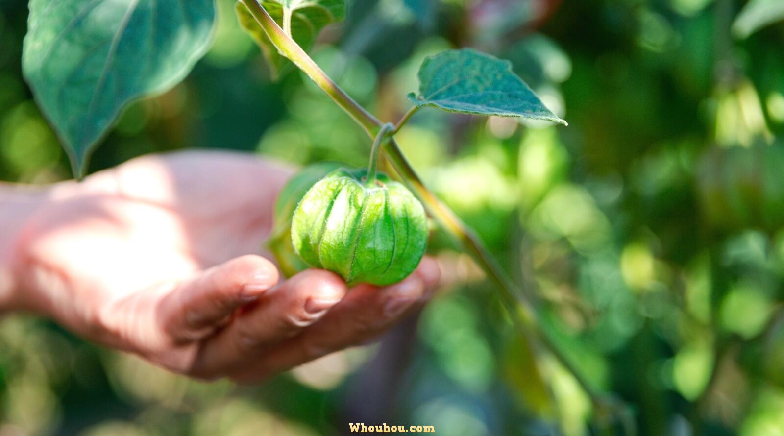 Tomatillos : Faire pousser, Cultiver, Récolter et Conserver