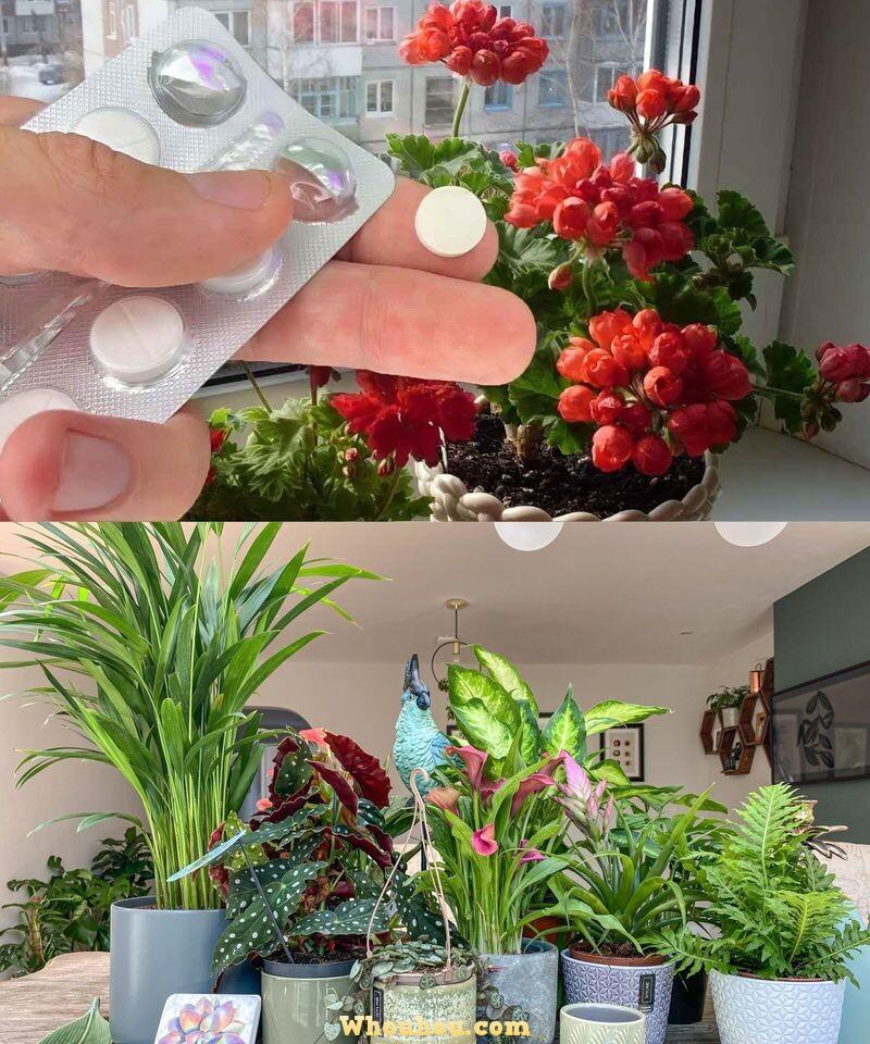 Réveillez vos fleurs en hiver avec le pouvoir incroyable de l’aspirine