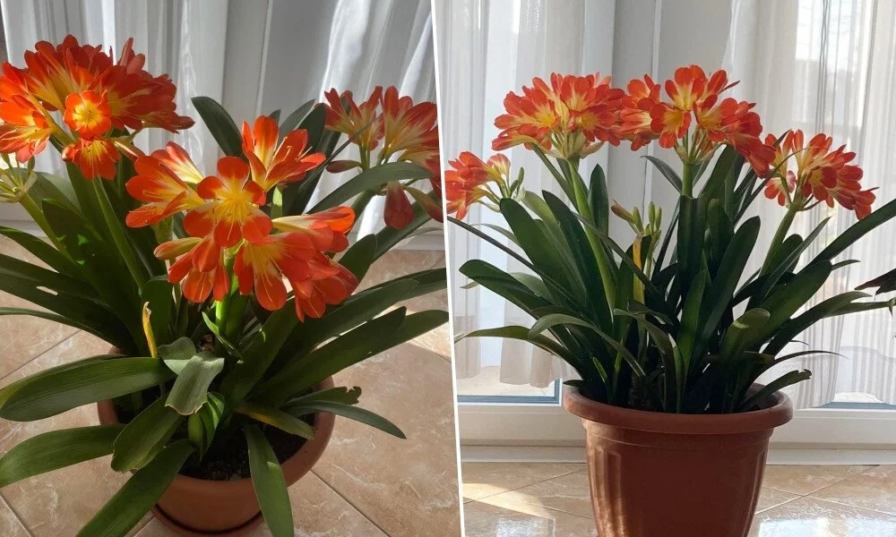 Un peu d’effort et beaucoup de joie : ma mère m’a expliqué pourquoi CLÍVIA est la meilleure plante pour l’appartement !