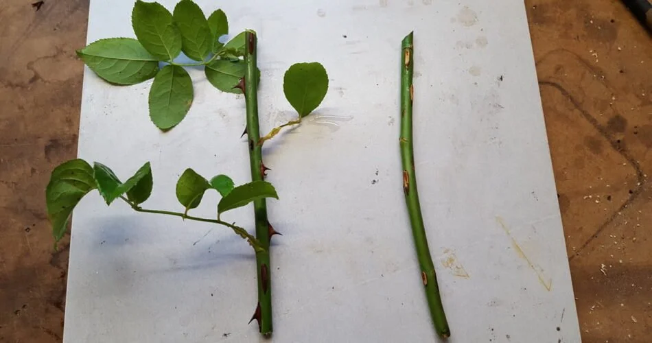 La façon la plus simple de faire pousser des centaines de roses à partir d’une seule tige