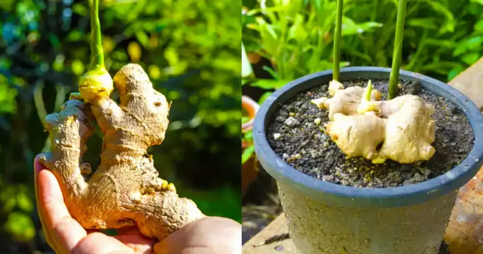 Voici comment faire pousser facilement du gingembre à la maison pour un approvisionnement infini.