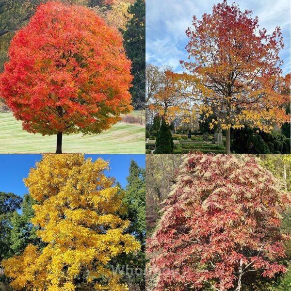 43 Arbres Majestueux Commençant par S
