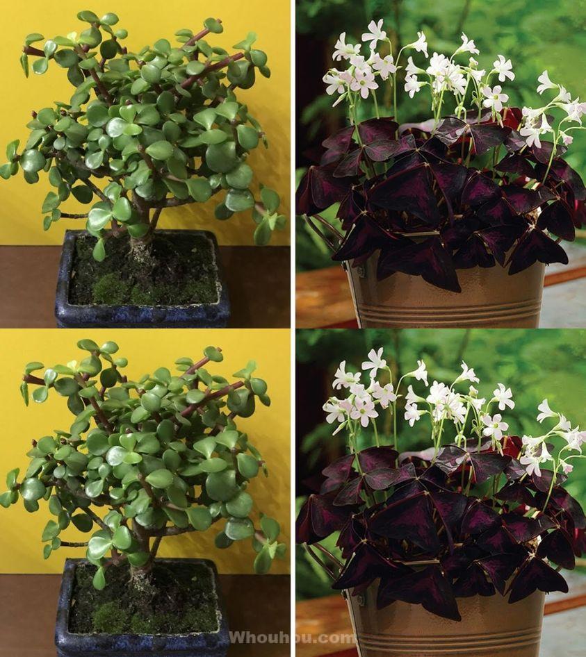 Comment cultiver Crassula ovata, la succulente qui selon le Feng Shui apporte chance et prospérité ?
