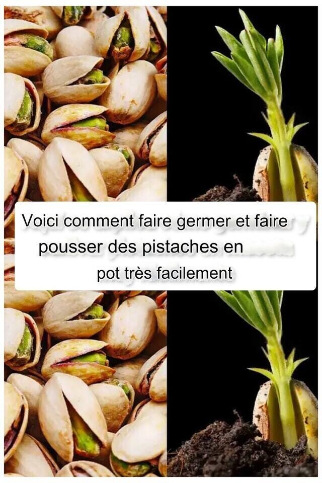 Comment faire germer et faire pousser des pistaches en pot très facilement ?