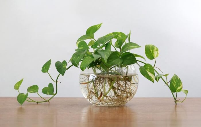 26 superbes plantes d'intérieur à cultiver dans des vases à eau - 161