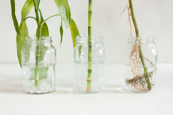 26 superbes plantes d'intérieur à cultiver dans des vases à eau - 163