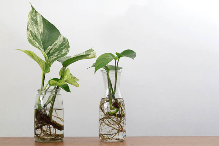 26 superbes plantes d'intérieur à cultiver dans des vases à eau - 165