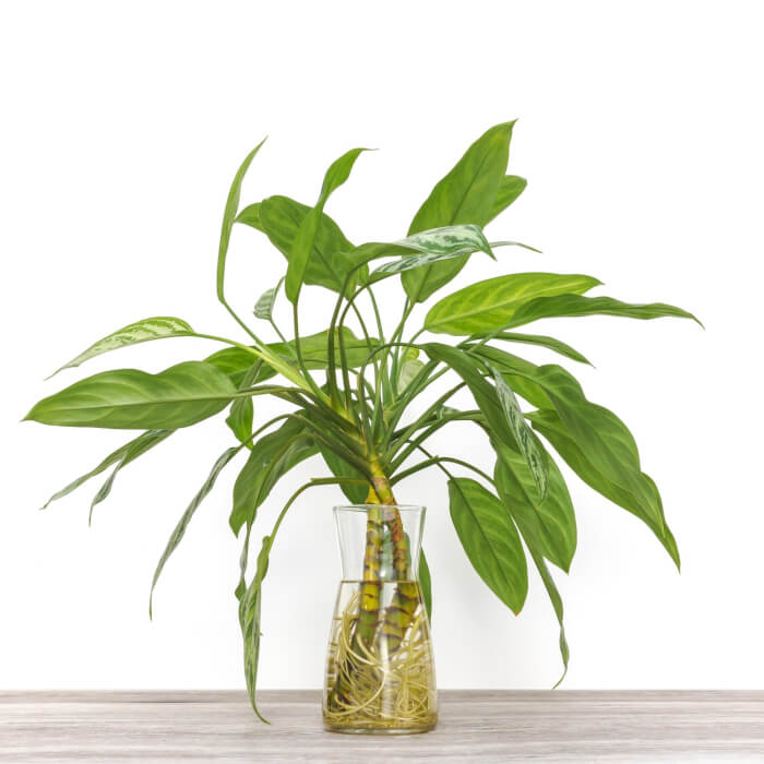 26 superbes plantes d'intérieur à cultiver dans des vases à eau - 167