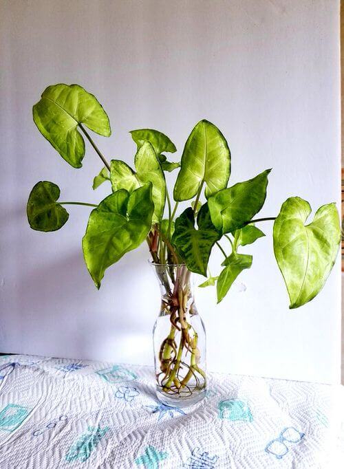 26 superbes plantes d'intérieur à cultiver dans des vases à eau - 171