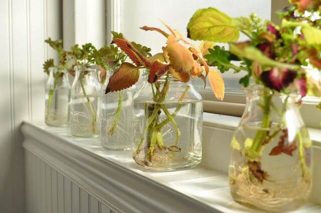 26 superbes plantes d'intérieur à cultiver dans des vases à eau - 173