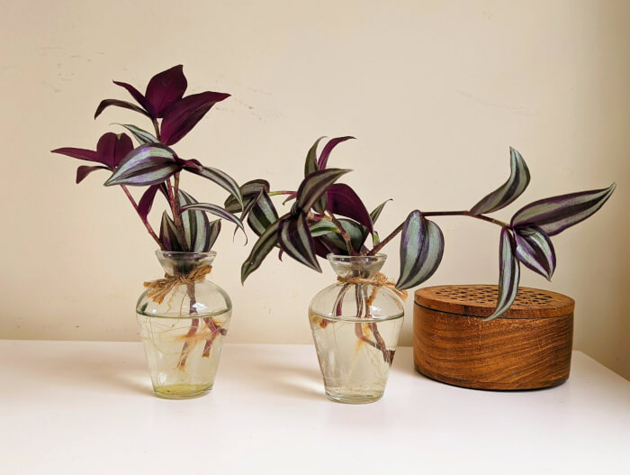 26 superbes plantes d'intérieur à cultiver dans des vases à eau - 175
