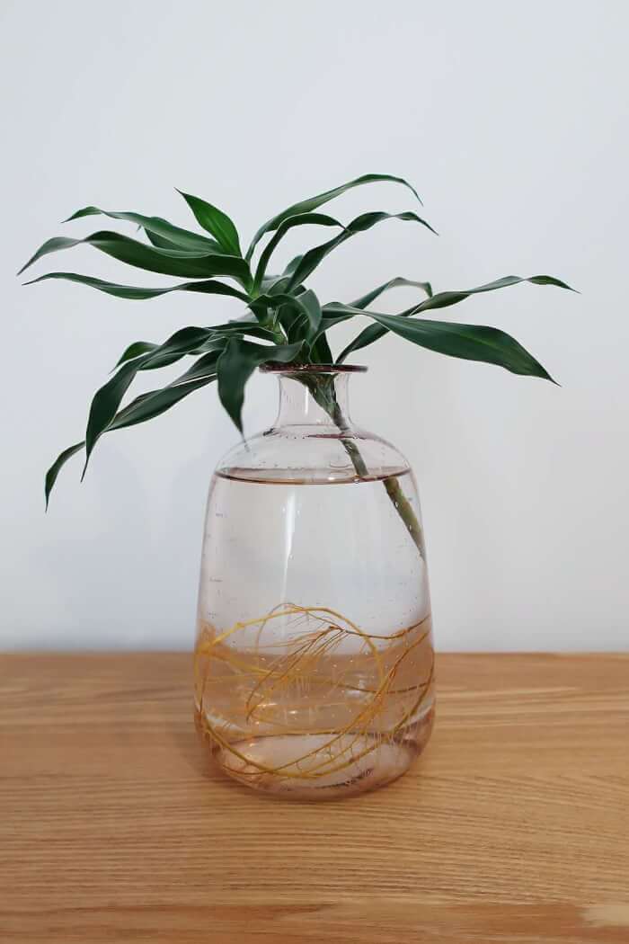 26 superbes plantes d'intérieur à cultiver dans des vases à eau - 177