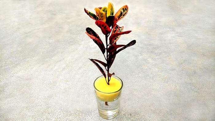 26 superbes plantes d'intérieur à cultiver dans des vases à eau - 179