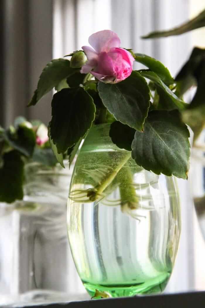 26 superbes plantes d'intérieur à cultiver dans des vases à eau - 181