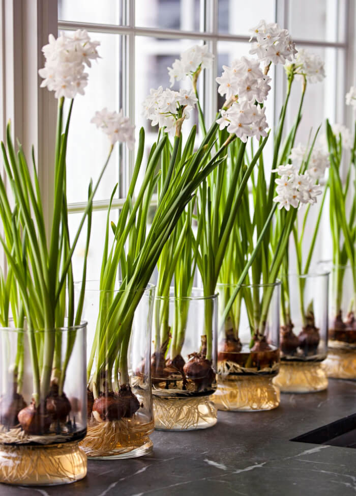 26 superbes plantes d'intérieur à cultiver dans des vases à eau - 185