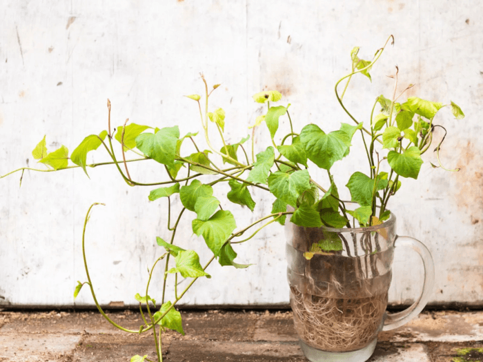 26 superbes plantes d'intérieur à cultiver dans des vases à eau - 187