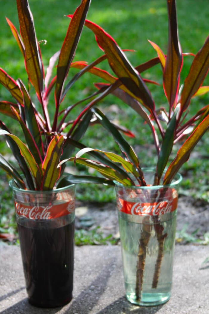 26 superbes plantes d'intérieur à cultiver dans des vases à eau - 195