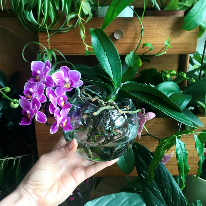 26 superbes plantes d'intérieur à cultiver dans des vases à eau - 199