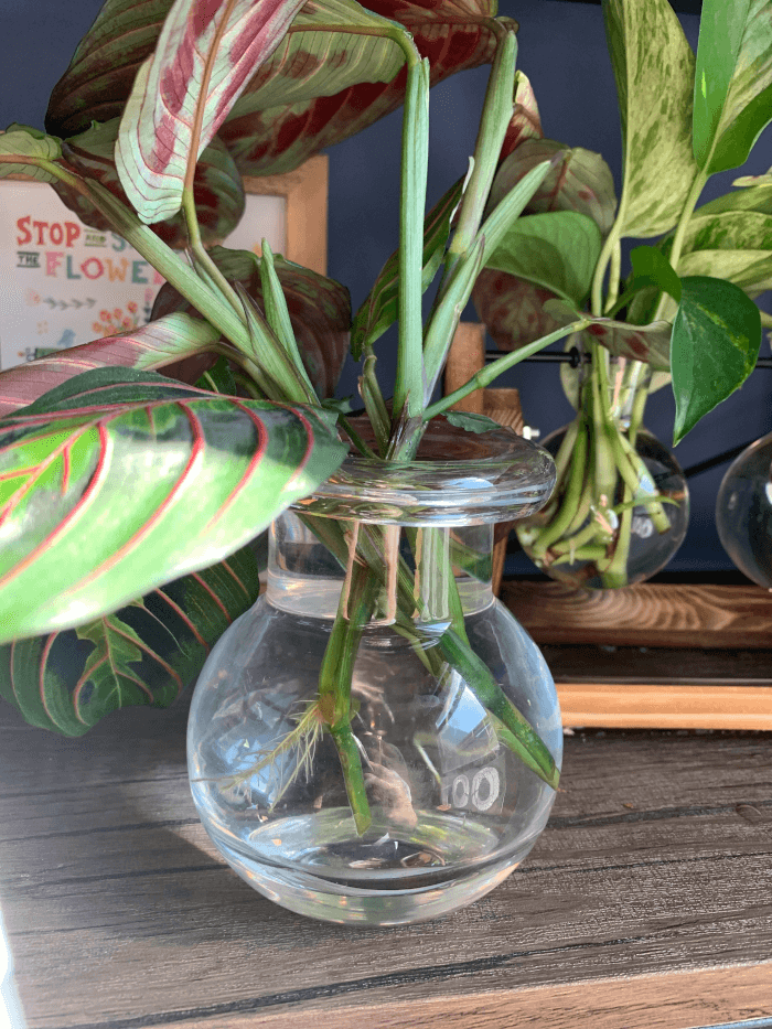 26 superbes plantes d'intérieur à cultiver dans des vases à eau - 201