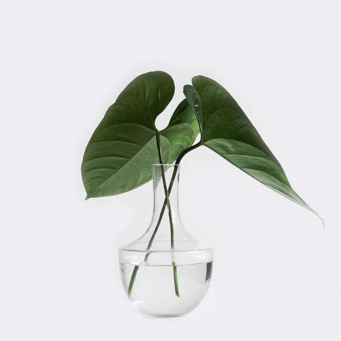 26 superbes plantes d'intérieur à cultiver dans des vases à eau - 203