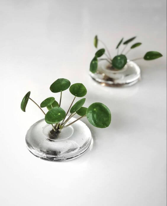 26 superbes plantes d'intérieur à cultiver dans des vases à eau - 205