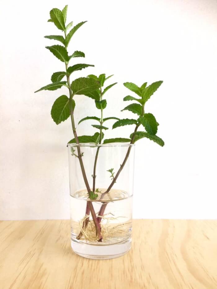 26 superbes plantes d'intérieur à cultiver dans des vases à eau - 209