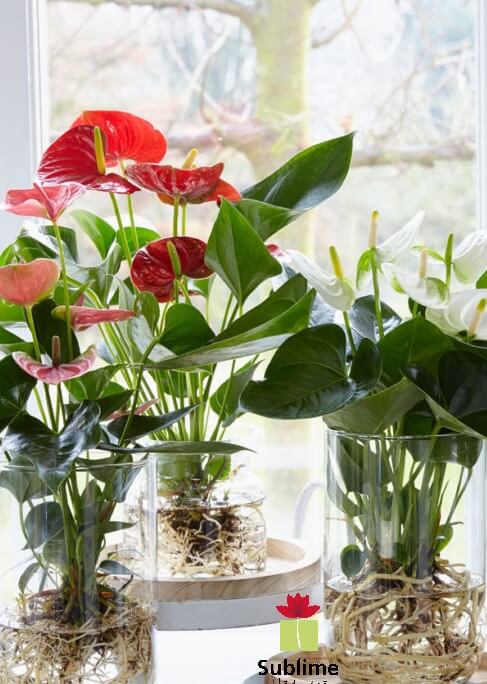 26 superbes plantes d'intérieur à cultiver dans des vases à eau - 211