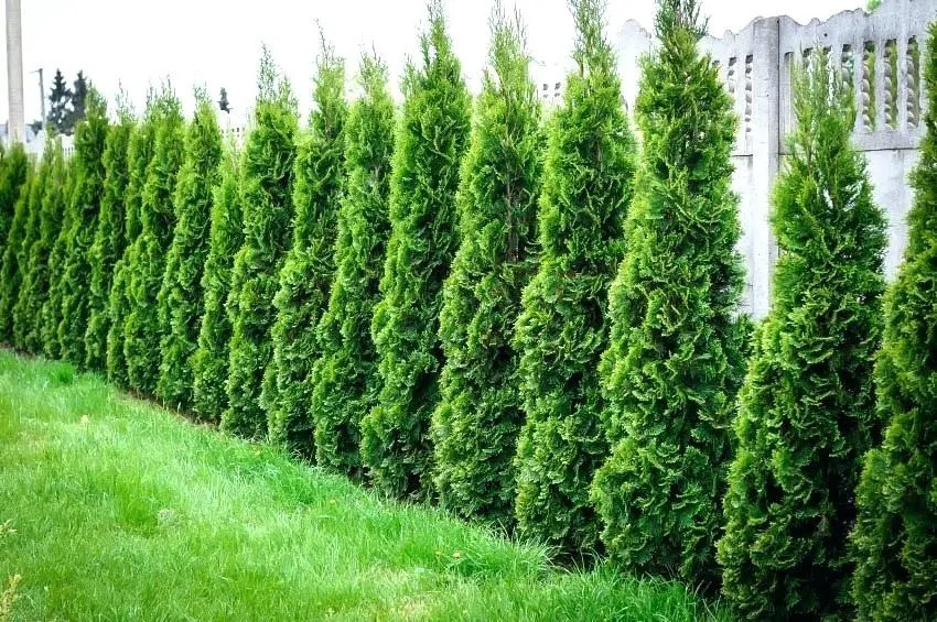 12 meilleurs arbustes pour créer des clôtures privées - 79