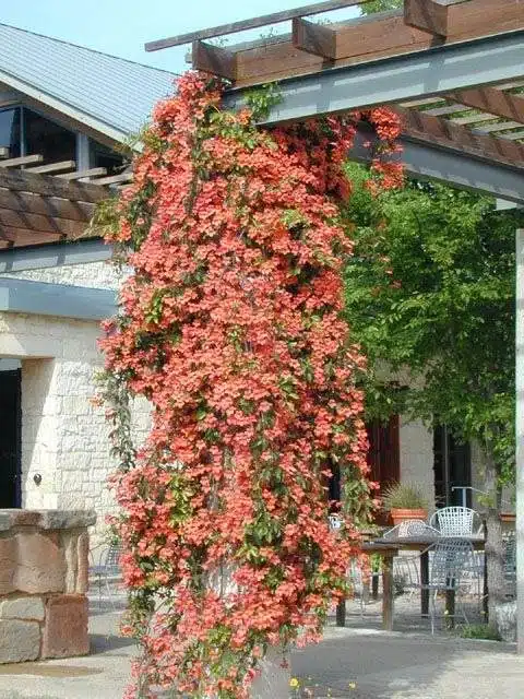 30 idées inspirantes pour créer une pergola colorée et parfumée - 207