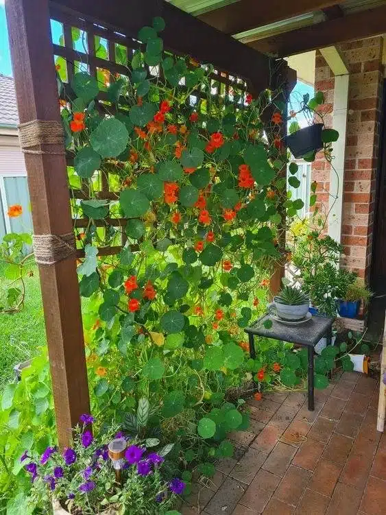 30 idées inspirantes pour créer une pergola colorée et parfumée - 213