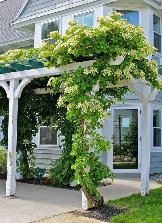 30 idées inspirantes pour créer une pergola colorée et parfumée - 217