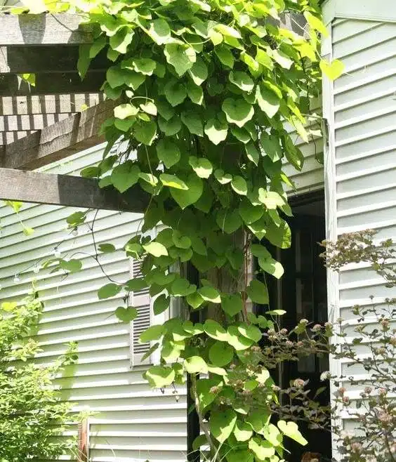 30 idées inspirantes pour créer une pergola colorée et parfumée - 251