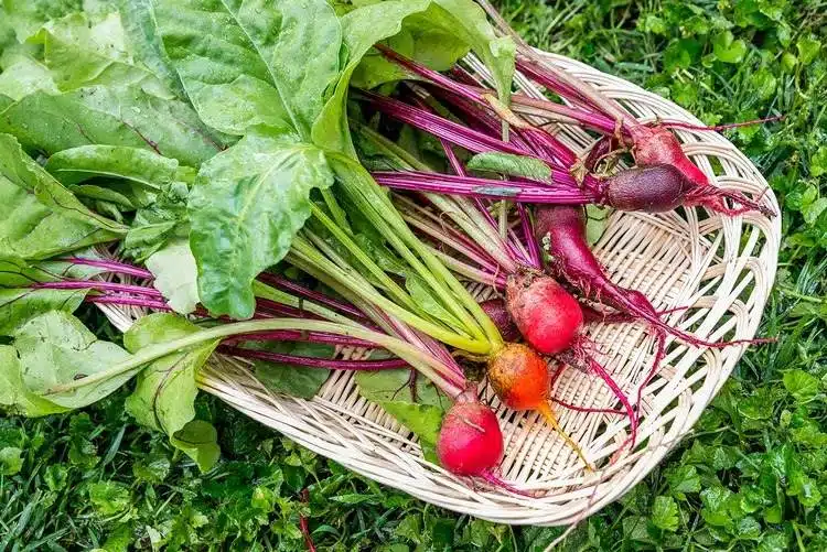 9 façons incroyables dont le jus de carotte profite à votre jardin - 73