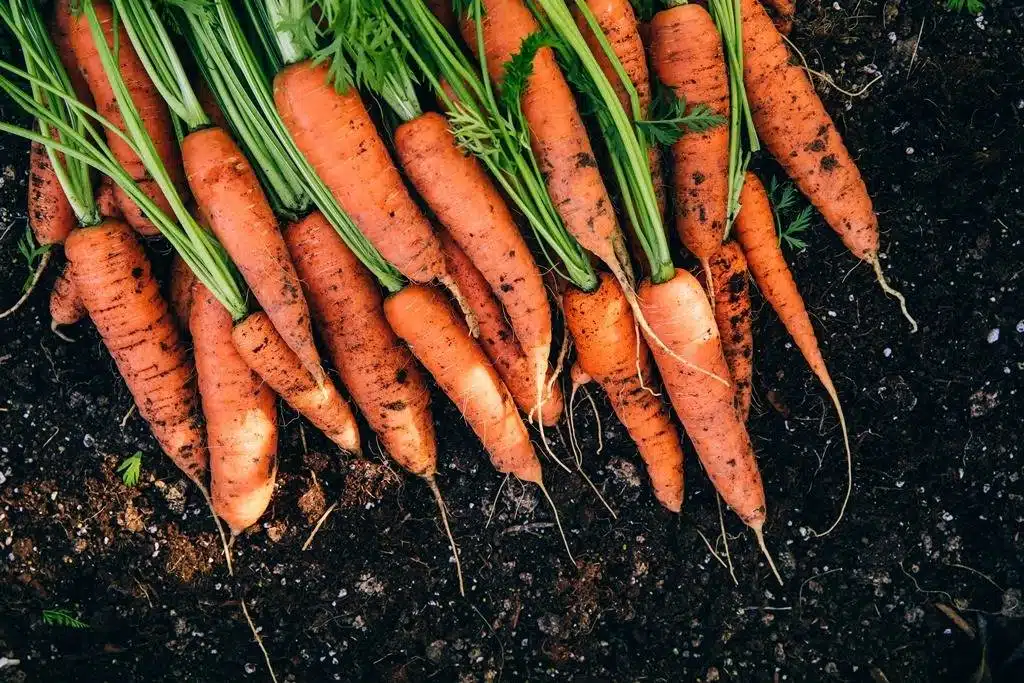 9 façons incroyables dont le jus de carotte profite à votre jardin - 75
